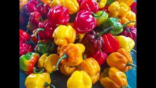 How To Dehydrate Scotch Bonnet Peppers  CaribbeanPot.com