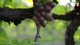 Vineyard  Pinot Grigio delle Venezie DOC
