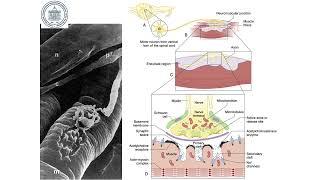 Нервно-мышечная передача её физиология и мониторинг