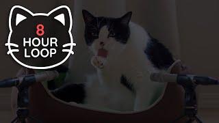  ASMR Cat Grooming  #79 8 HOUR LOOP dark version