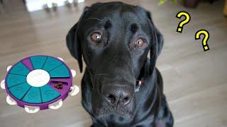 Labrador Solves Dog Puzzel