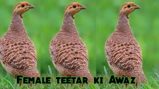 Female teetar ki Awaz Partridge sounds Francolin voice best teetar ki Awaz #teetar #sounds #voice