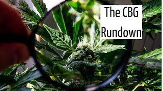 The CBG Rundown  Discover Marijuana