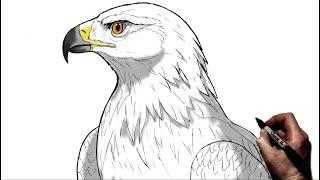 How To Draw A Golden Eagle  Step By Step