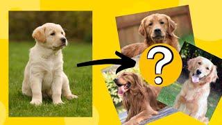 Does Golden Retrievers Fur get Darker as they grow old?