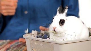 How to Determine a Rabbits Age  Pet Rabbits