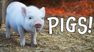 Pigs Pig Facts and Learning About Pigs for Kids