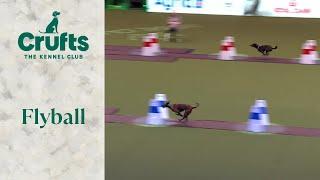 Flyball Team The Last 16  Crufts 2024