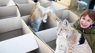 БОЛЬШИЕ КОШКИ ЛЮБЯТ БОЛЬШИЕ КОРОБКИ  BIG cats DIG BIG boxes