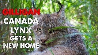 Daily Big Cat - Gilligan Lynx Gets a New Home