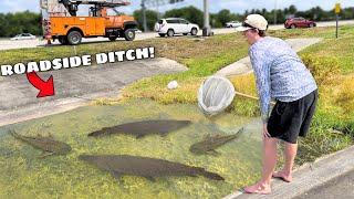 Saving Fish TRAPPED in Roadside DITCH