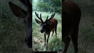 Cervo in velluto #wildanimals #deer #animals