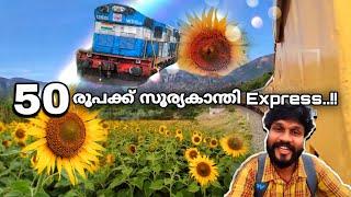 50 രൂപക്ക് സൂര്യകാന്തി Express..  sunflower in tamilnadu  tenkasi  sundarapandiapuram
