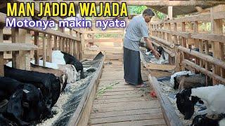 Hasil Semakin Nyata Proses Breeding Kambing Dengan Mencetak Indukan Sendiri