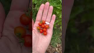 The smallest tomatoes I’ve ever seen #garden #gardening #growyourownfood #homegrown #homesteading
