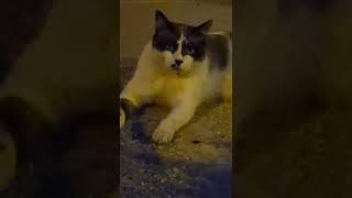 Лоренцо-Испанский Кот с Человеческими Глазами