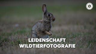 Zwischen Kunst und Verantwortung Leidenschaft Wildtierfotografie