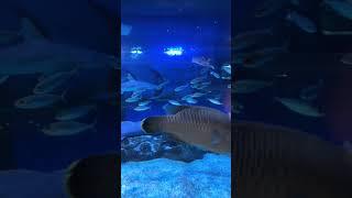 Dubai Mall Aquarium #dubaimall