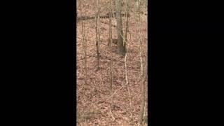 Bowhunter passes on beautiful Tunica Hills 8-point buck