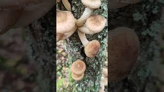 Опята осенние крупных  размеров . Armillaria  mushrooms of large size.