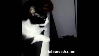 Cat Dubsmash RUN Funny cat video