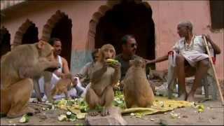 Macaques and Langoors in Rajasthan