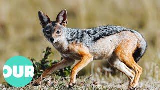 A Year In The Life Of The Jackal  Our World