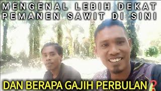 Mengenal lebih dekat pemanen sawit - Dan berapa gaji perbulan?