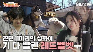 In The Busy Day With The Doggos Here Comes Red Velvet