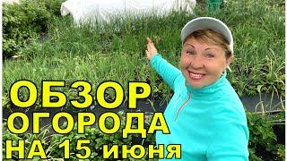 Обзор огорода на 15 июня. Есть проблемы но мы справимся. Новые грядки