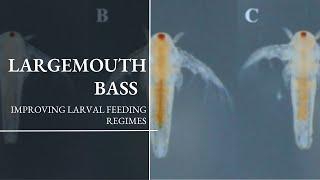 Improving Feeding Regimes for Larval Largemouth Bass