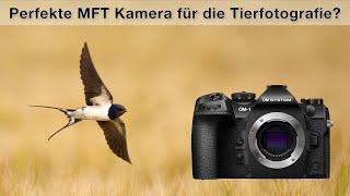 Erfahrungsbericht - OM-Systems OM-1 II und 150-400mm für Vogelfotografie