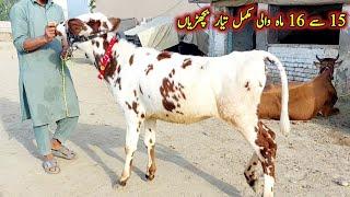 American Fresian Big Cow Babies For Sale At Shahzad Bachri Farm