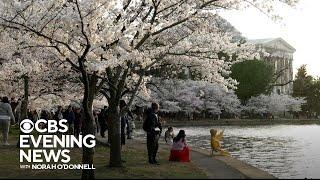 Cherry blossoms reach peak bloom in nations capital