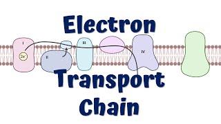 Electron Transport Chain Animation  ATP synthesis