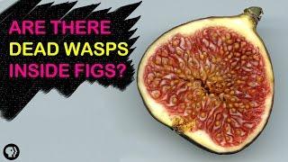 Are There Dead Wasps In Figs?  Gross Science