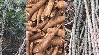 Harvesting Cassava Manioc - Agriculture