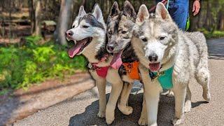 My Dogs Epic Hike On Mackinac Island