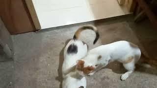 CATS MATING 2021 #2 Part 4