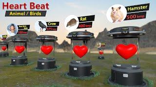 Animal Heart Beat rate comparison  Animal  Birds