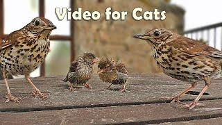 Videos for Cats and People to Watch  Song Thrush and Sparrows NEW 8 HOURS 