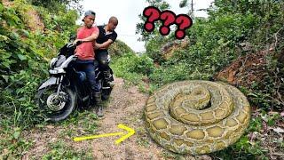 Tracking Blood Detecting Giant Snakes
