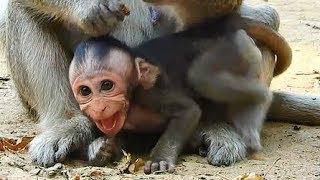 Extremely Hungry Baby Monkey Miltan Was Blocked Milk By Mom Pitiful Baby Monkey So hungry Beg Milk