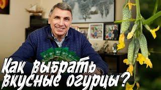 КАК ВЫБРАТЬ ВКУСНЫЙ И СЛАДКИЙ ОГУРЕЦ? САМЫЕ ЛУЧШИЕ ОГУРЦЫ РАННЕСПЕЛЫЕ УРОЖАЙНЫЕ СЕМЕНА ОГУРЦОВ