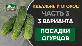 3 варианта посадки огурцов - Идеальный огород. Часть 3