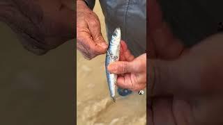 How to put a sardine AKA pilchard on ganged hooks - SUPER EASY