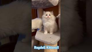 Cute Ragdoll Kittens #shorts #catshorts #ragdollcat