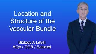 A Level Biology The Location and Structure of the Vascular Bundle