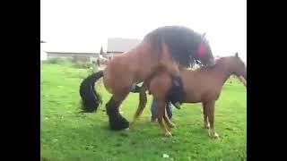 HORSE MATING  HORSE BREEDING  HORSE FARM IN ACTION
