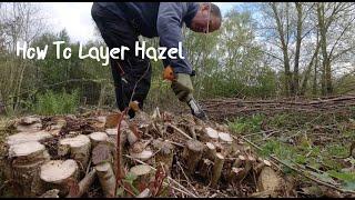 How To Layer Hazel to Fill Gaps in Coppice Coupe. Layering Propagating Plants Whats the Best Way?